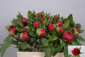 PAEO RED CHARM 55 cm/ (1.81 €/ks)