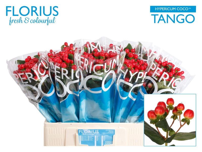 HYP COCO TANGO 60 cm/ (1.11 €/ks)