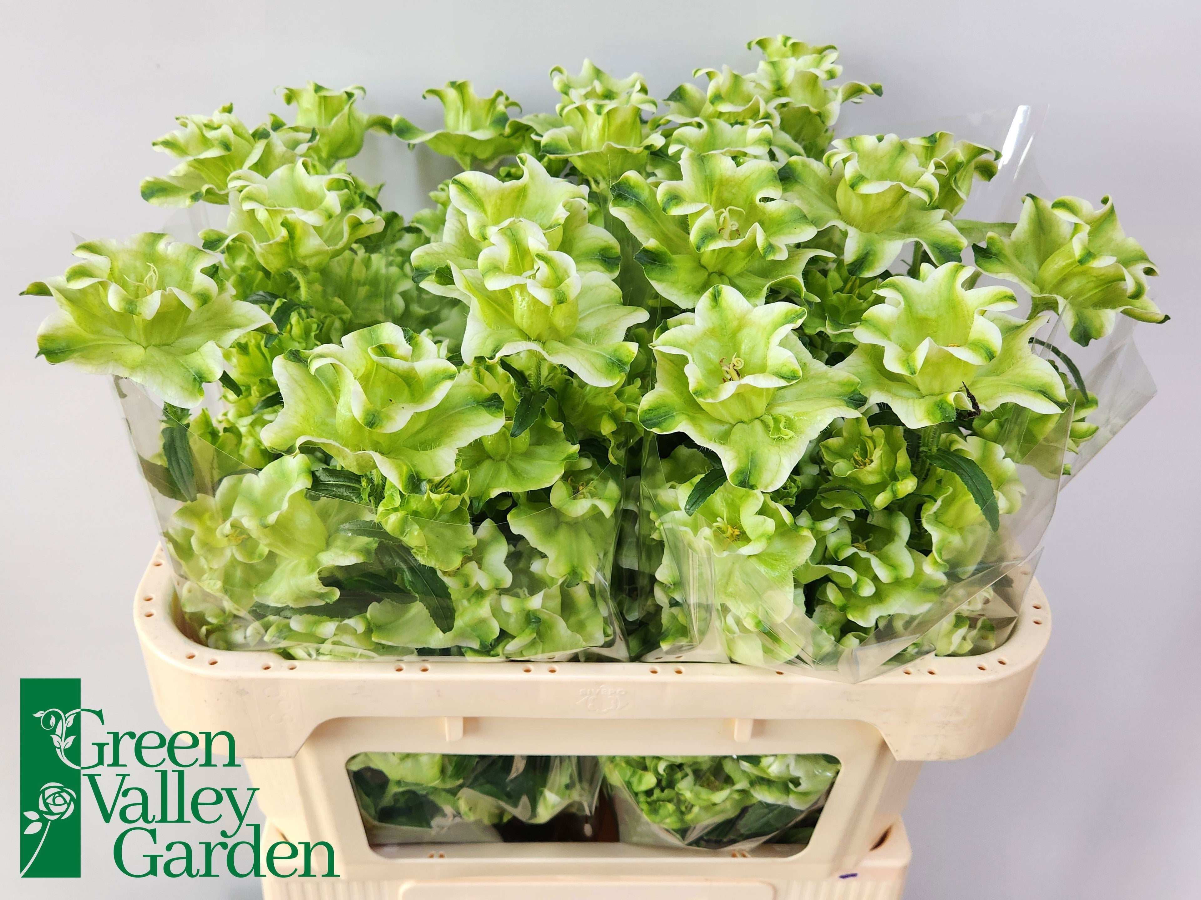 CAMPANULA MEDIUM EVERGREEN WHITE T / (1.29 €/ks)