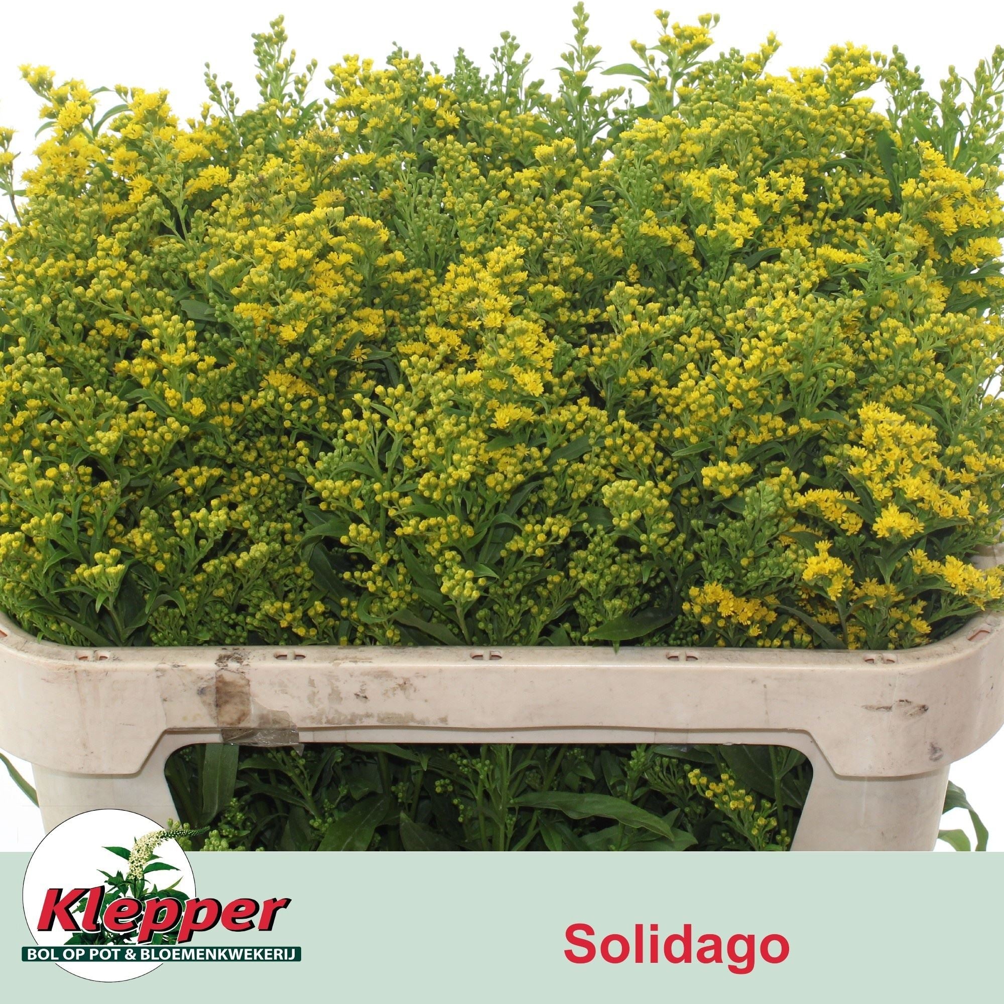 SOLI GOLDEN GLORY 70 cm/30 gram (0.75 €/ks)