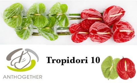 ANTH A TROPIDORI GEM /15 cm (3.82 €/ks)