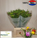 FR EN GEM 54 cm/20 gram (0.68 €/ks)