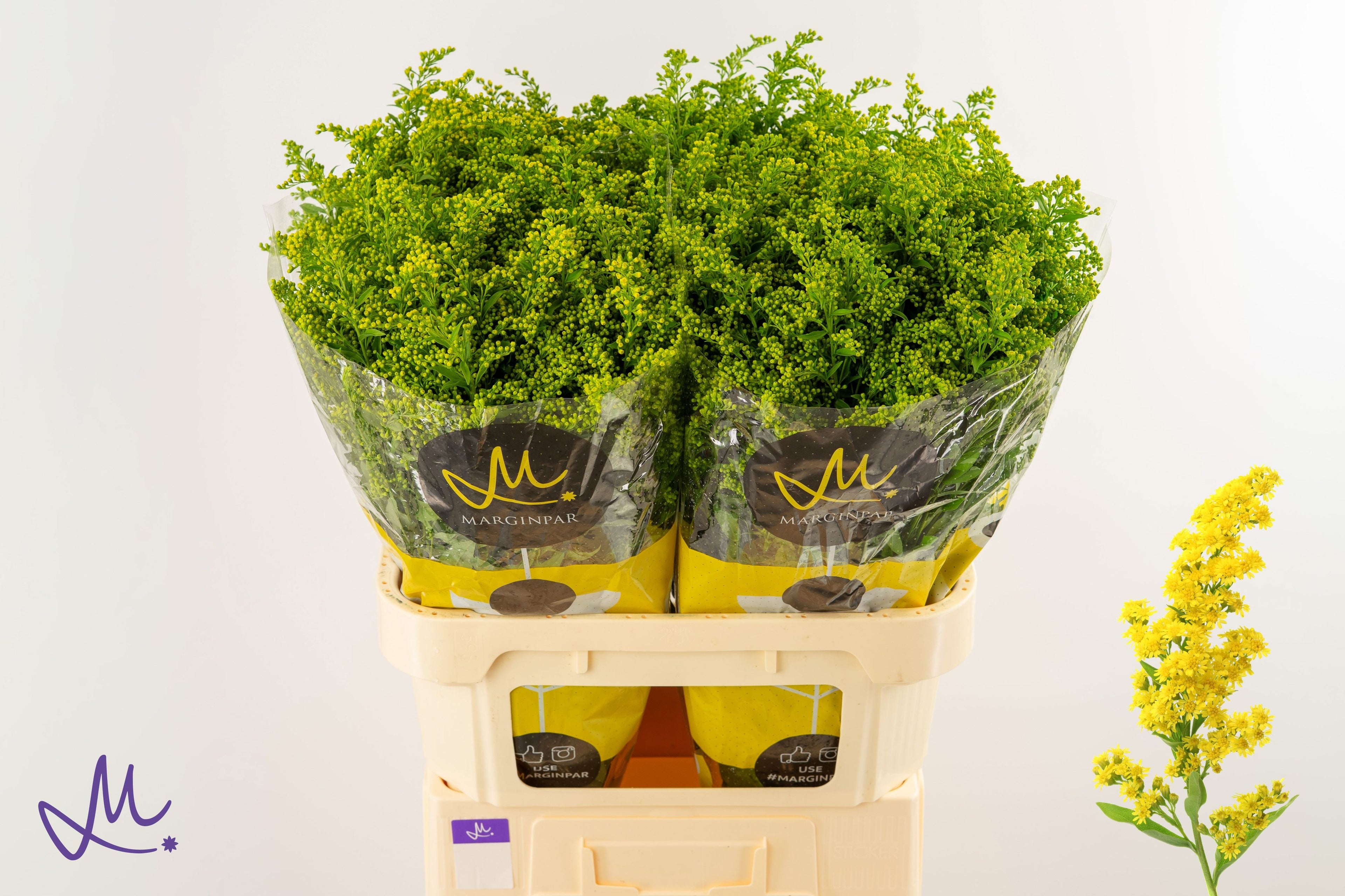 SOLI CARZAN GLORY 80 cm/40 gram (0.77 €/ks)