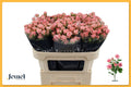 R TR ODILIA T 70 cm/minimaal 7 (1.25 €/ks)