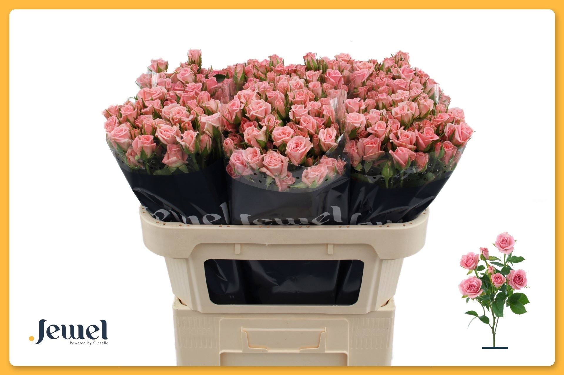 R TR ODILIA T 70 cm/minimaal 7 (1.25 €/ks)