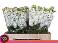 MATTH AIDA WHITE 60 cm/ (1.00 €/ks)