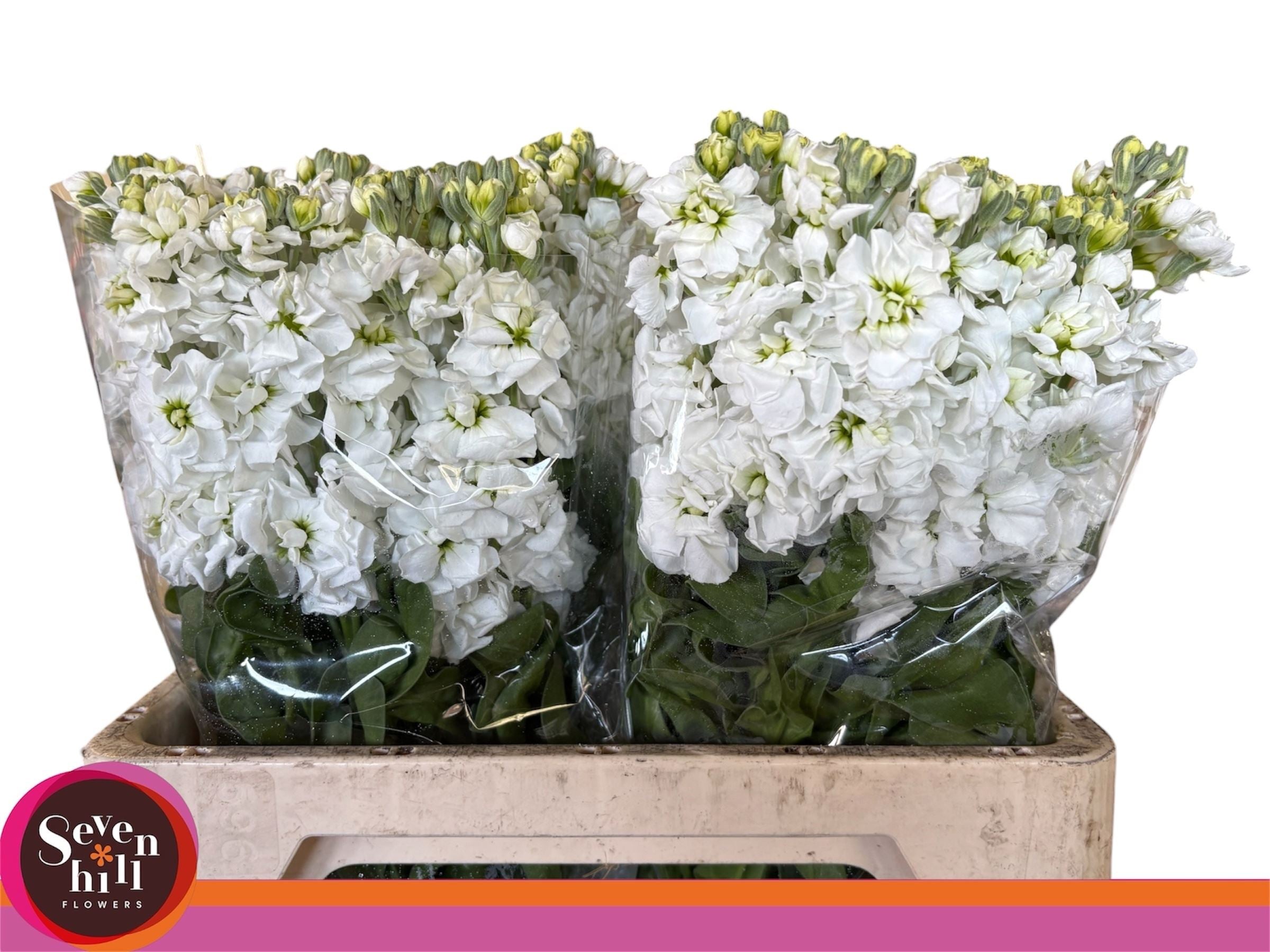 MATTH AIDA WHITE 60 cm/ (1.00 €/ks)