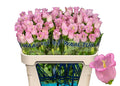 Campanula Champion Rose  V 70cm/ (1.29 €/ks)