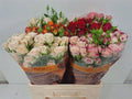 R TR GEM IN FUST T 60 cm/minimaal 5 (0.95 €/ks)