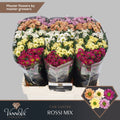 CHR S ROSSI GEM FST T 55 cm/1000 gram (1.14 €/ks)