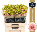 EUS G SABRINA ORANGE 70 cm/ (1.92 €/ks)