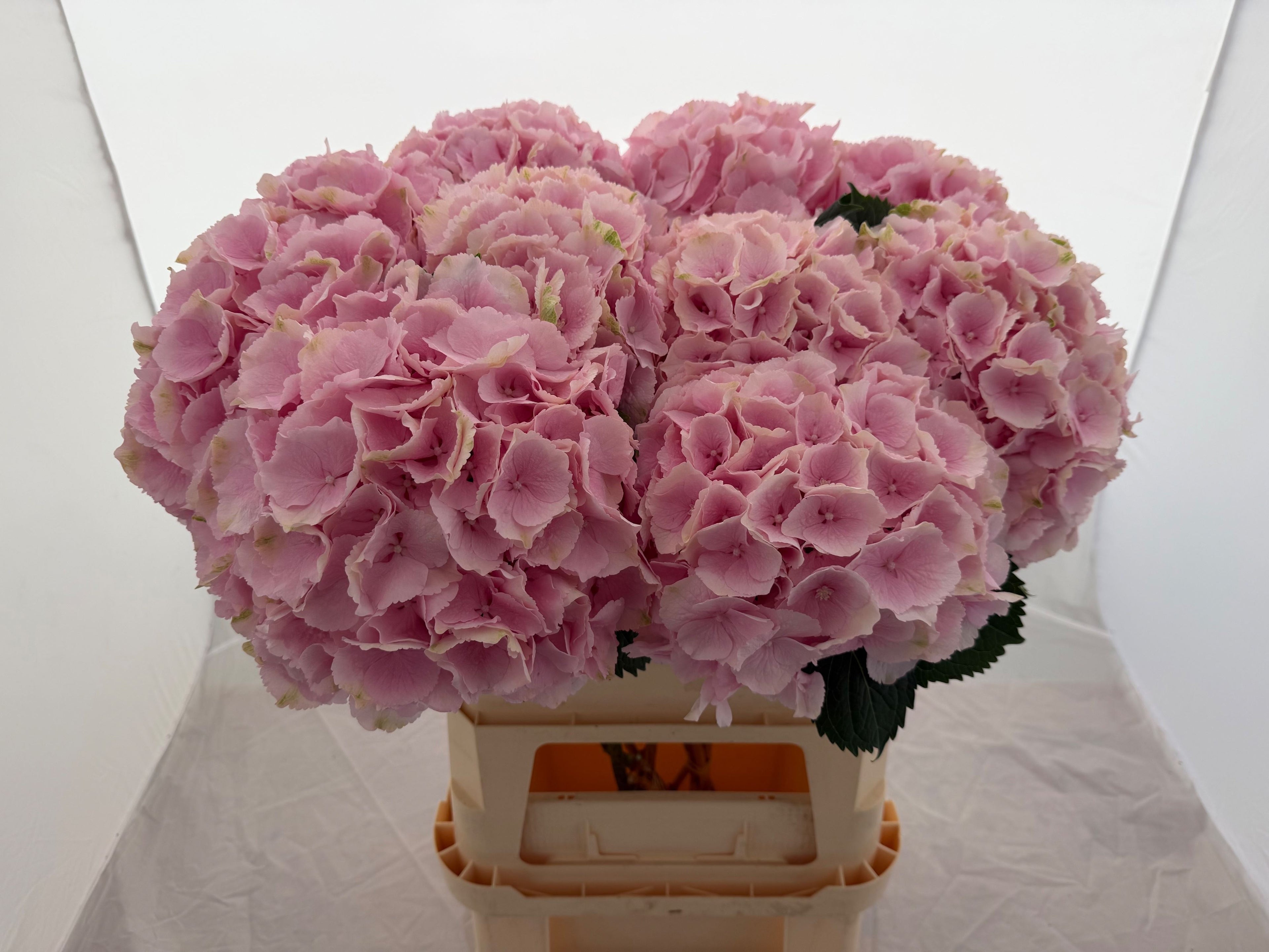 HYDR M VERENA 80 cm/ (5.13 €/ks)