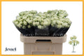 R TR SNOWFLAKE 60 cm/minimaal 6 (2.35 €/ks)