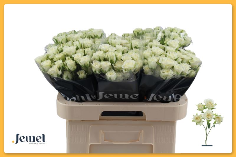 R TR SNOWFLAKE 60 cm/minimaal 6 (2.35 €/ks)