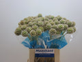 SCABIOSA STELLATA ZD 60 cm/ (0.71 €/ks)