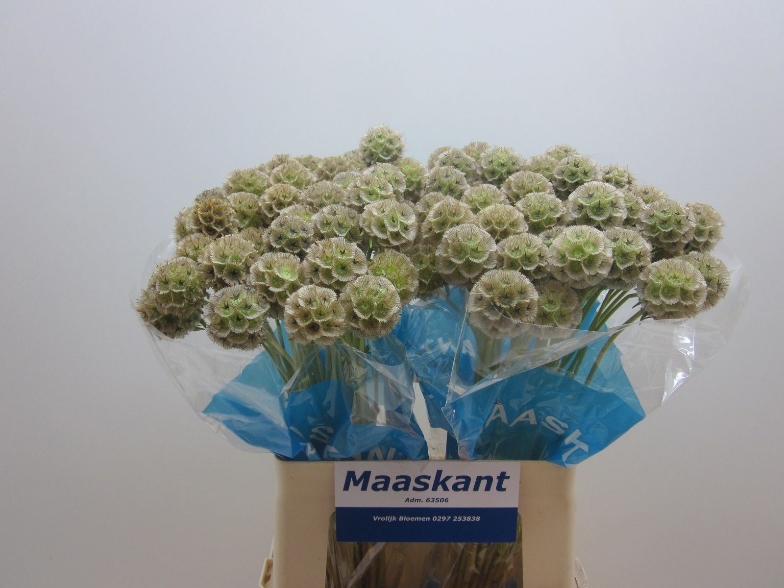 SCABIOSA STELLATA ZD 60 cm/ (0.71 €/ks)