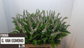 LYSIM CLETHROIDES 80 cm/ (1.30 €/ks)