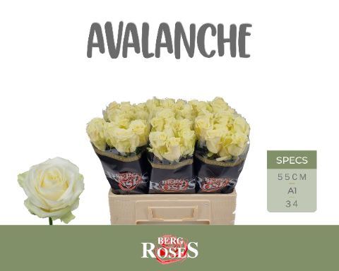 R GR AVALANCHE+ 55 cm/ (1.14 €/ks)