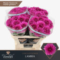 Chr.Lamira 1pt 70cm/ (1.25 €/ks)
