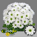 CHR T RESQ WHITE 70 cm/90 gram (1.28 €/ks)