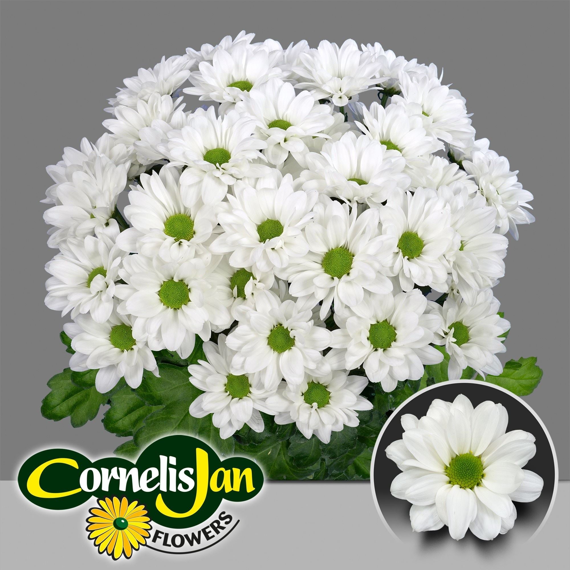 CHR T RESQ WHITE 70 cm/90 gram (1.28 €/ks)