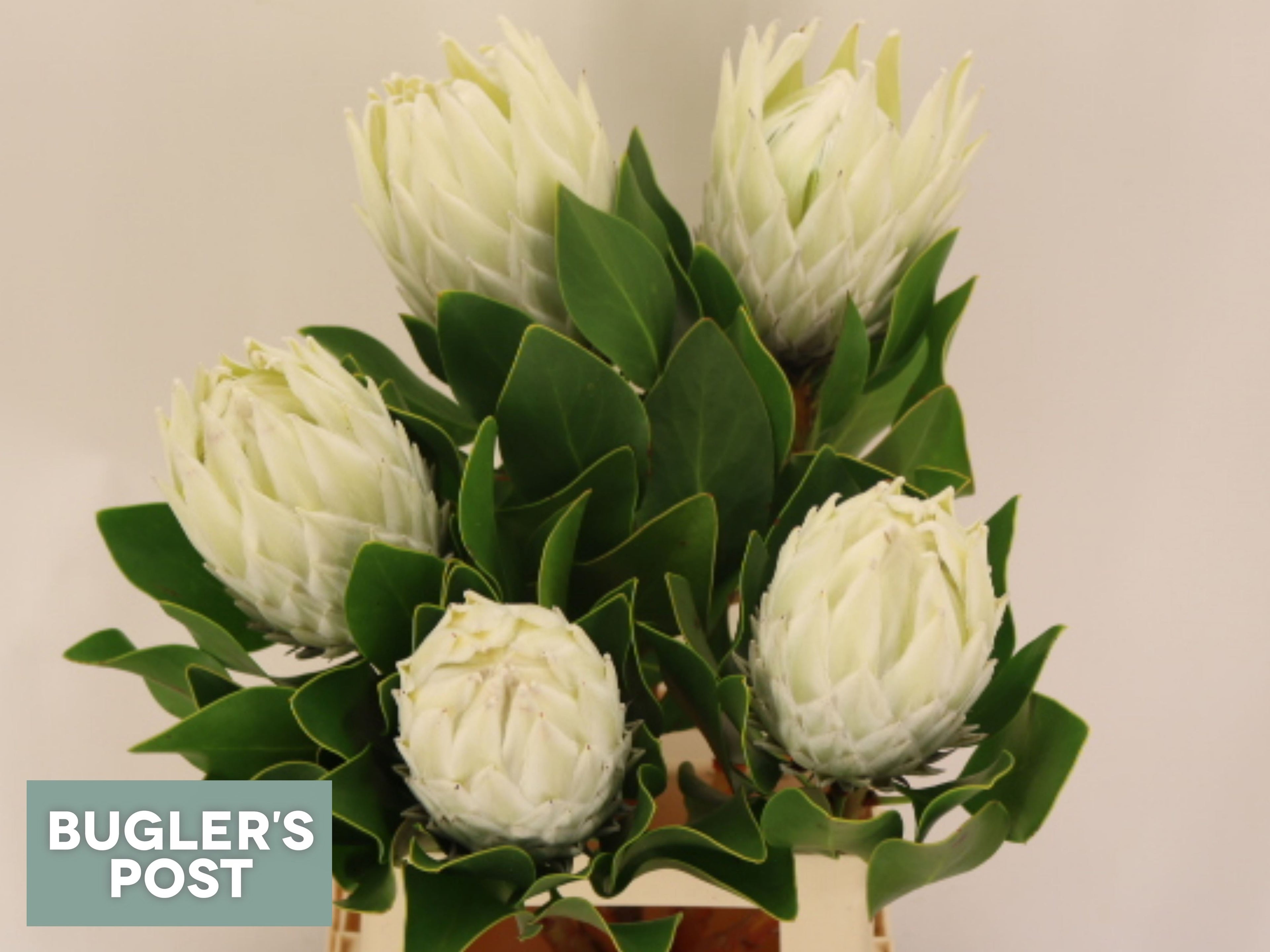 Protea Cynaroides Arctic Ice 60cm/ (6.85 €/ks)