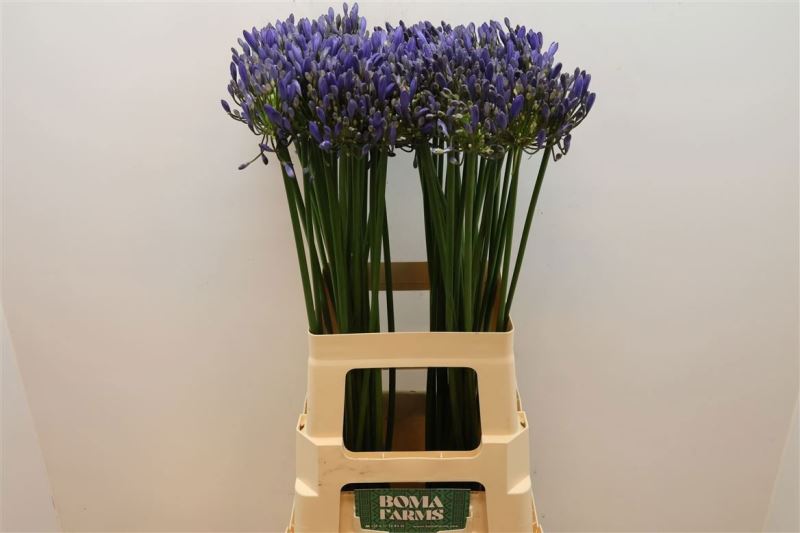 AGAP BLUE HEAVEN 70 cm/ (1.15 €/ks)