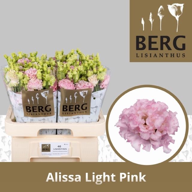 EUS G ALISSA LIGH PI 70 cm/ (1.53 €/ks)