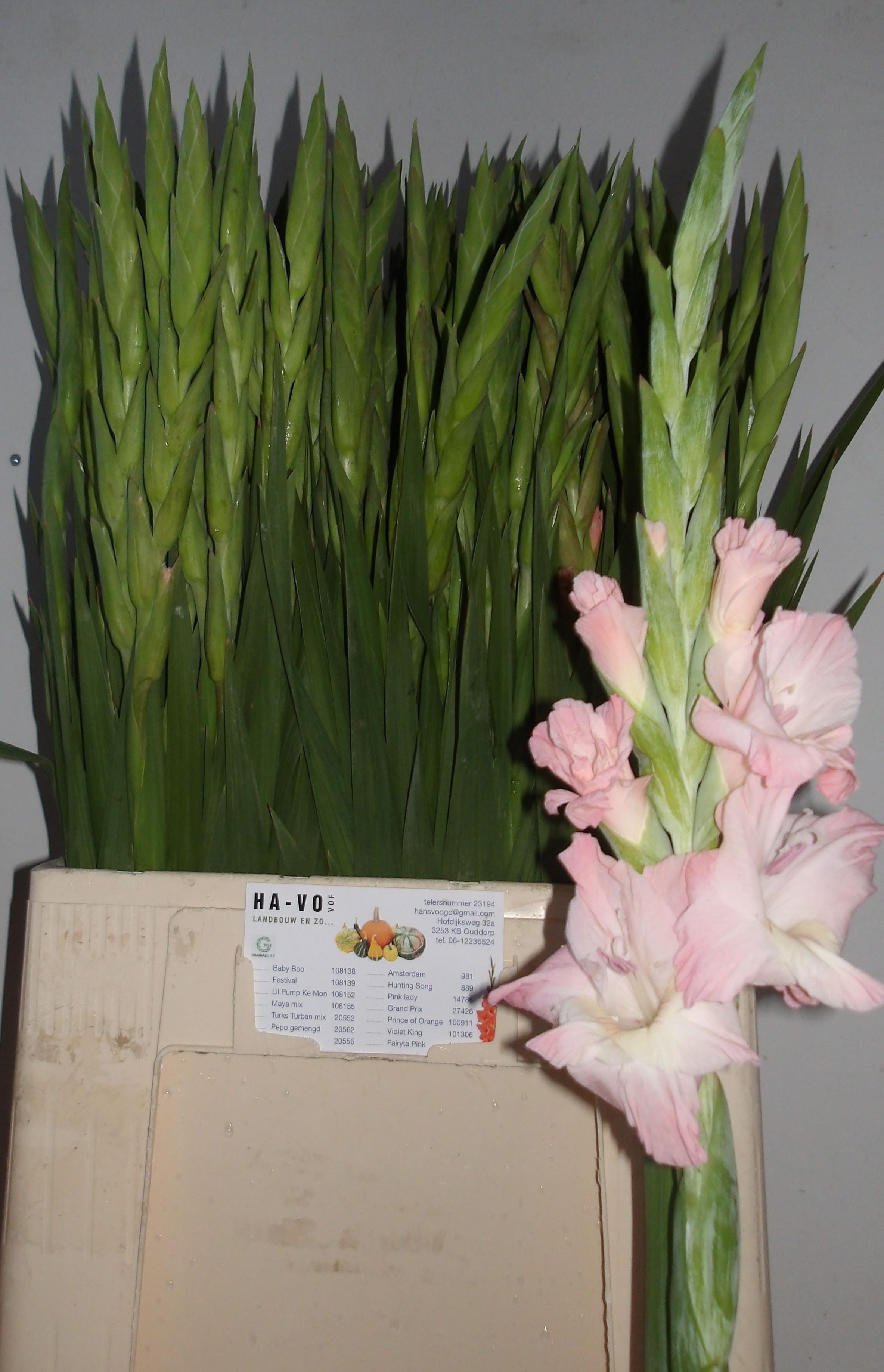 GLAD GR ADRENALIN 100 cm/ (1.25 €/ks)