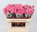 R TR GISELLE! 70 cm/minimaal 5 (2.55 €/ks)