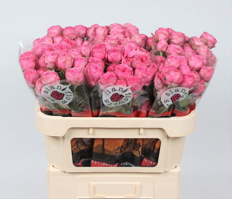 R TR GISELLE! 70 cm/minimaal 5 (2.55 €/ks)
