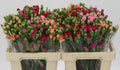 DI TR GEM IN FUST 55 cm/ (0.35 €/ks)