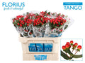 HYP COCO TANGO 70 cm/ (0.70 €/ks)