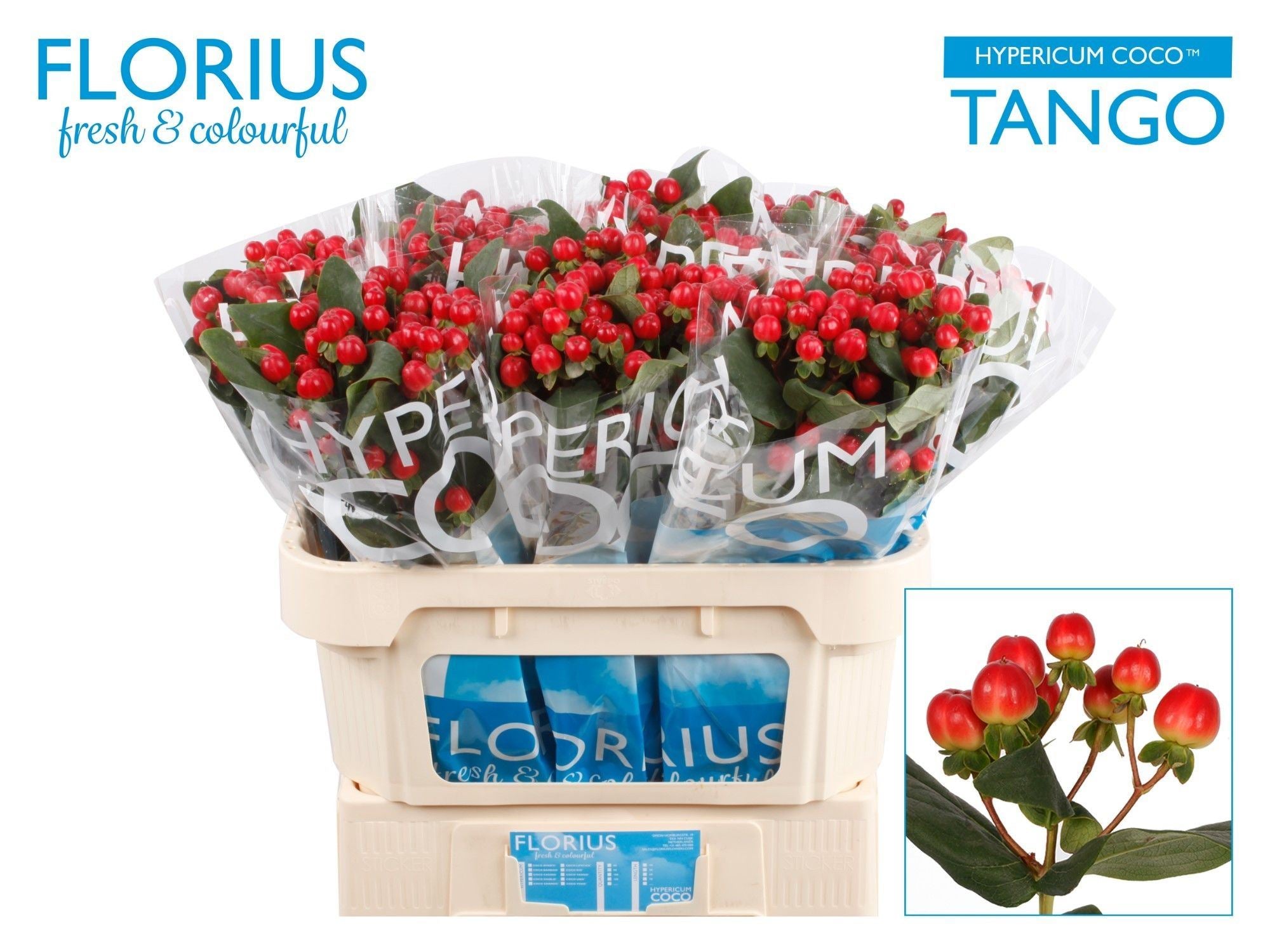 HYP COCO TANGO 70 cm/ (0.70 €/ks)