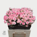 R TR KATE-LYNN 60 cm/minimaal 40 (2.37 €/ks)