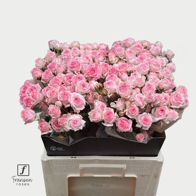 R TR KATE-LYNN 60 cm/minimaal 40 (2.37 €/ks)