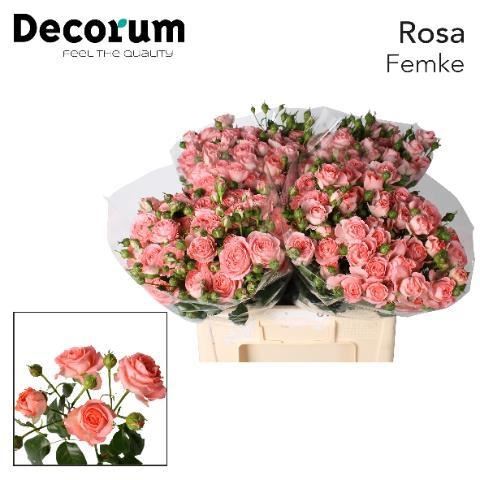 R TR FEMKE T 60 cm/minimaal 40 (2.10 €/ks)