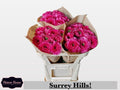 Roses Surrey Hills V 70cm/ (1.10 €/ks)
