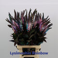 LYSIM ELISABETH 80 cm/ (0.99 €/ks)