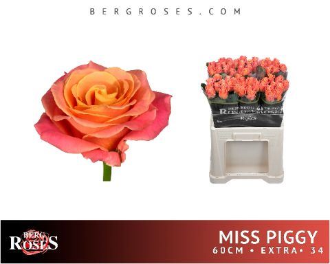 R GR MISS PIGGY+ 60 cm/ (0.76 €/ks)