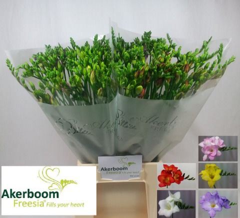 FR EN GEM 54 cm/24 gram (0.92 €/ks)