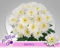 CHR T BALTICA T 70 cm/95 gram (1.65 €/ks)