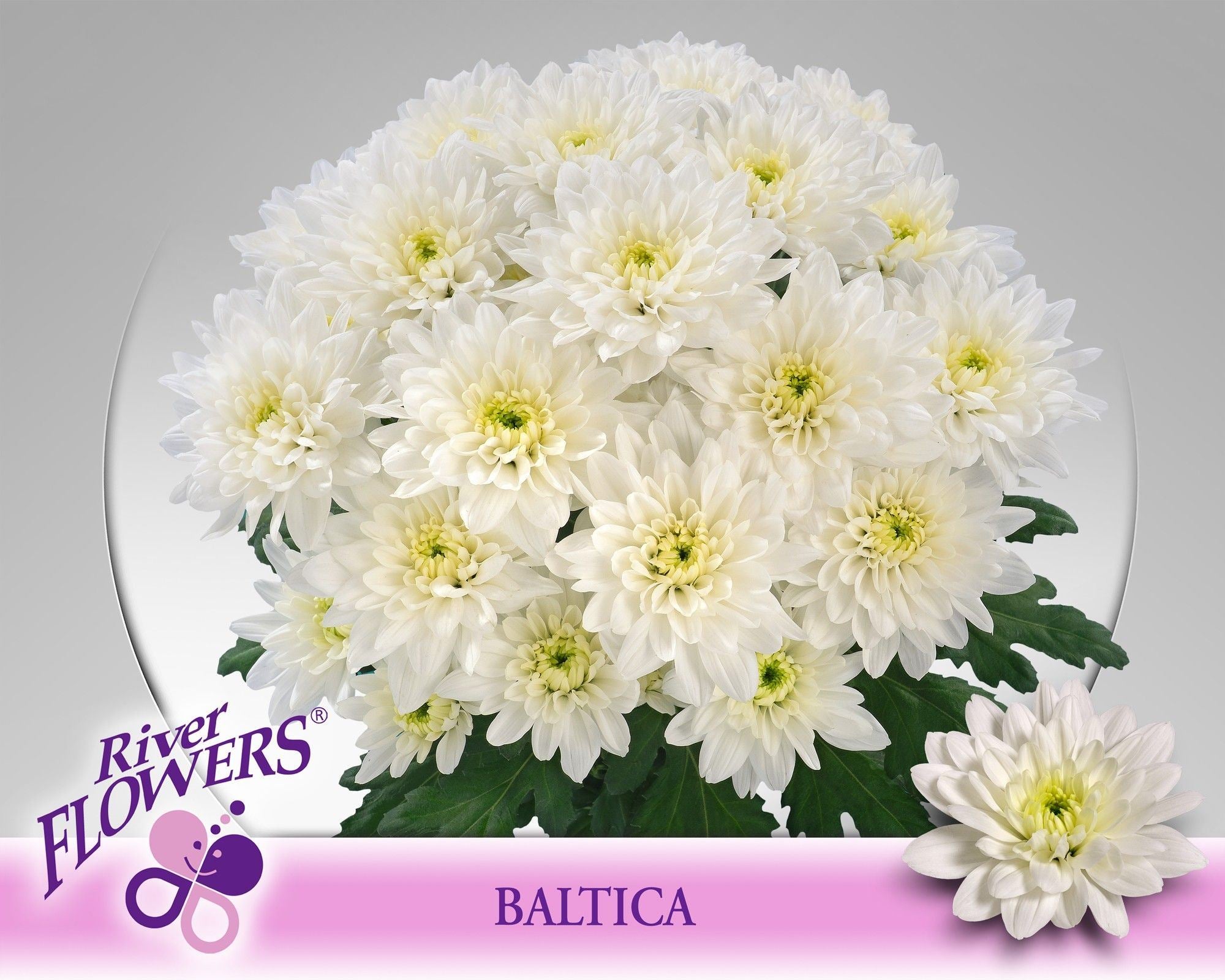 CHR T BALTICA T 70 cm/95 gram (1.65 €/ks)