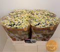 TANA PA SINGLE VEGMO 60 cm/600 gram (1.11 €/ks)