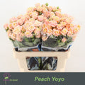 R TR PEACH YO-YO 60 cm/minimaal 40 (2.39 €/ks)