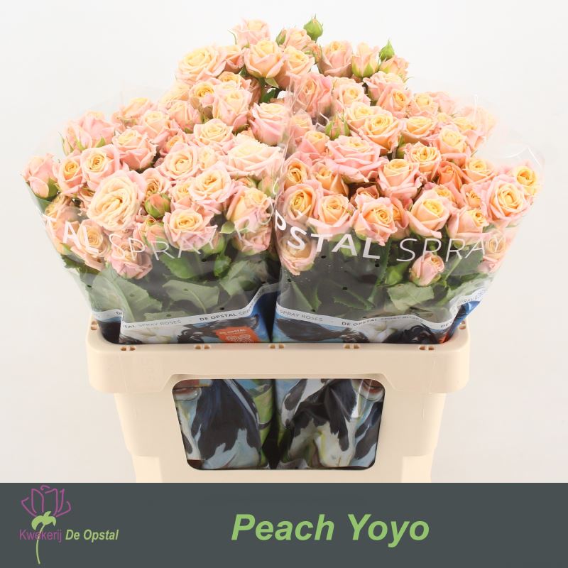 R TR PEACH YO-YO 60 cm/minimaal 40 (2.39 €/ks)