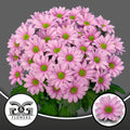 Chrys. Baller Pink 70cm/95gram (0.98 €/ks)