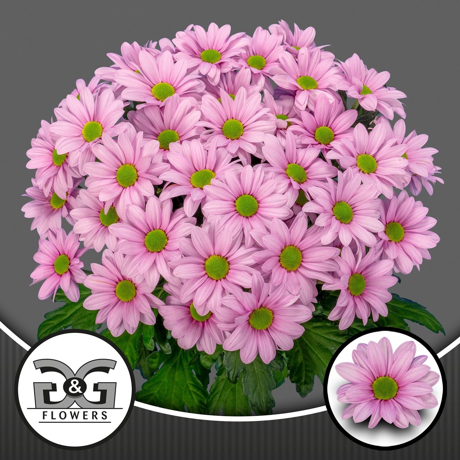 Chrys. Baller Pink 70cm/95gram (0.98 €/ks)
