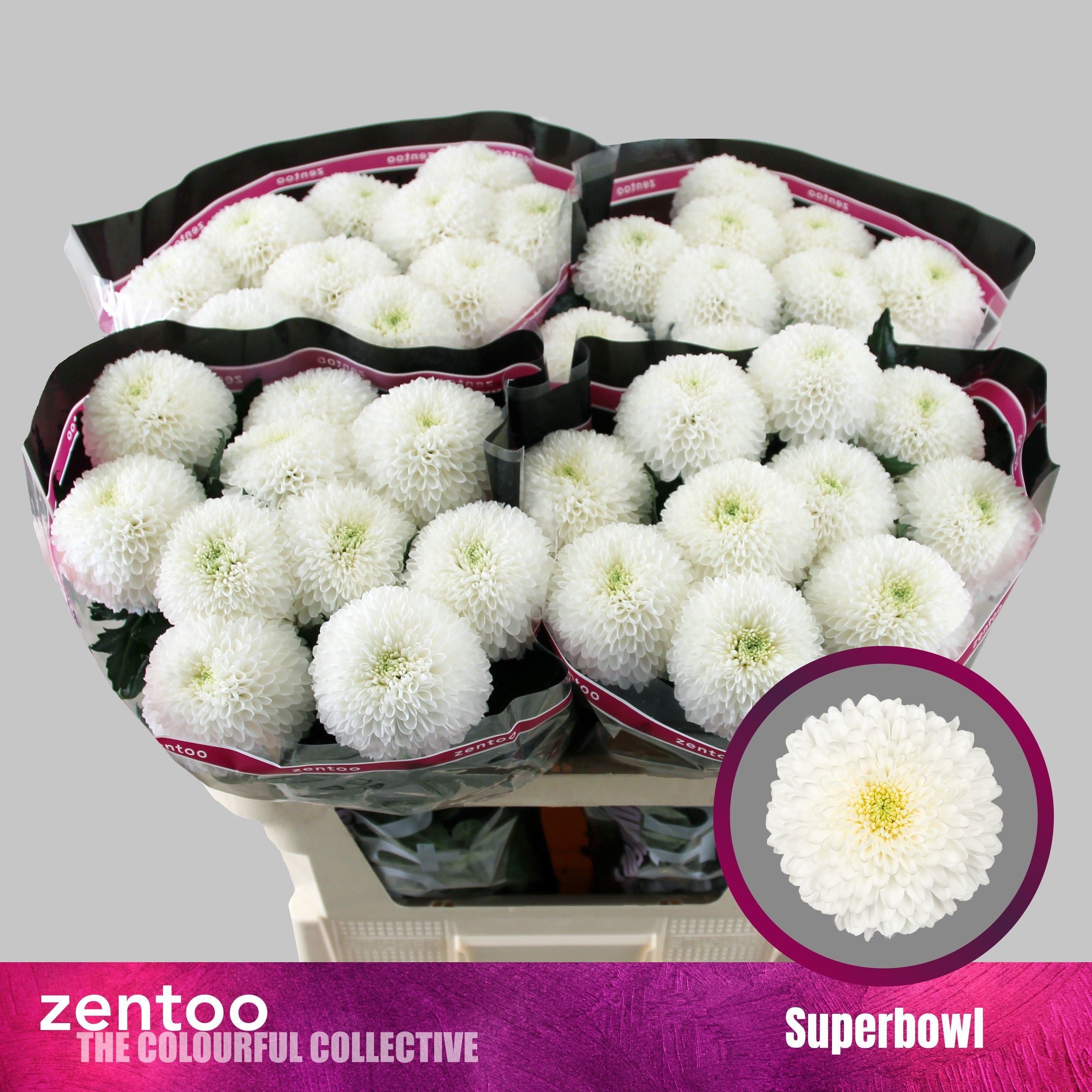 Chr. Superbowl 1hd V 70cm/80gram (1.11 €/ks)