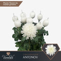 CHR G ANTONOV 75 cm/120 gram (1.32 €/ks)